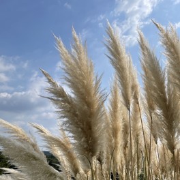 秋の七草、ススキを見に行ってきました！